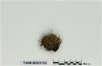 藏品(澤苔屬)的圖片